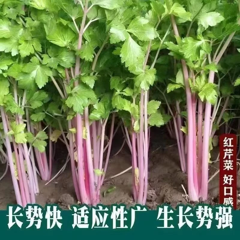 四季紫红香芹种子新款紫玉红香芹种子阳台室外耐热耐高温红芹菜籽