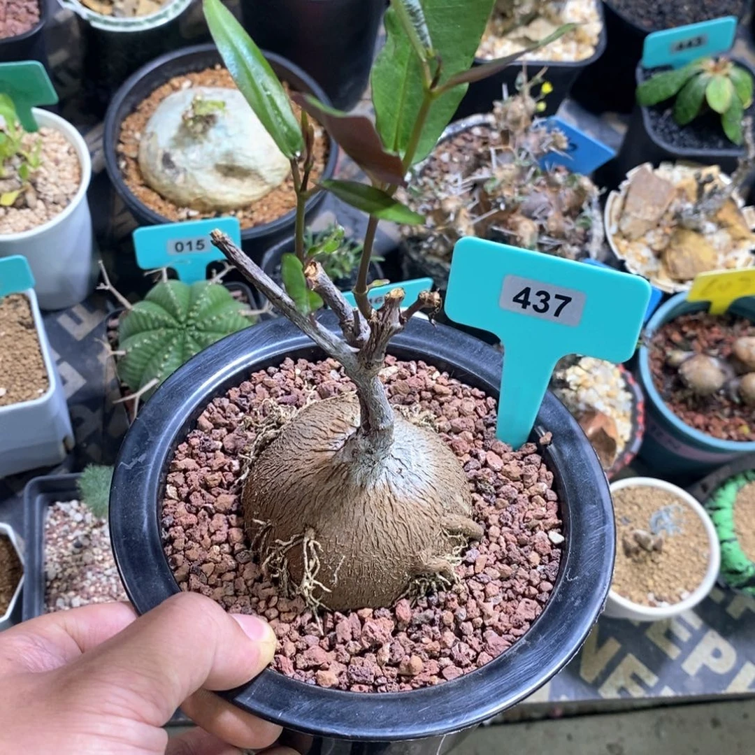 紫背罗摩多肉植物