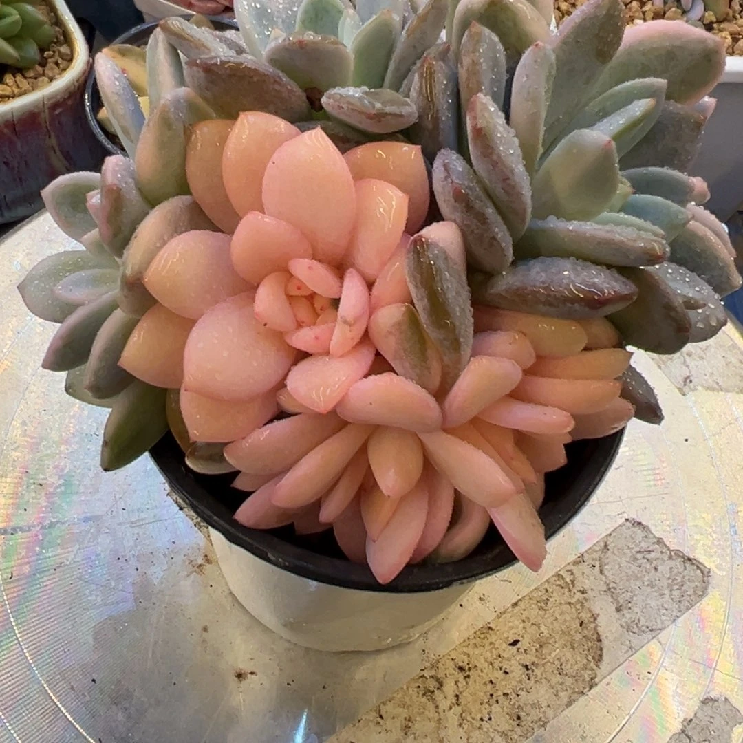 40，，，，，，，，，，，，，，，，，，，，