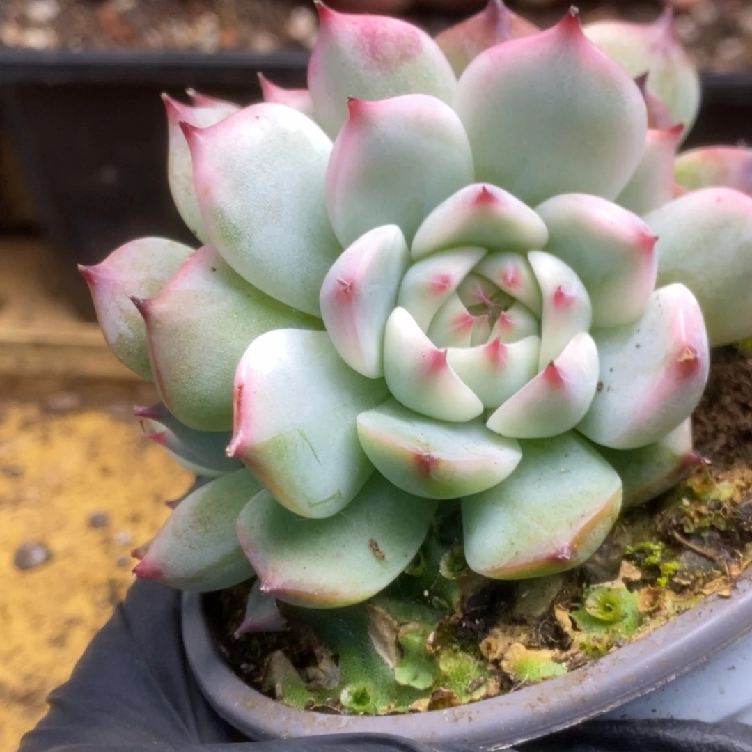 177锦锦锦锦锦锦锦