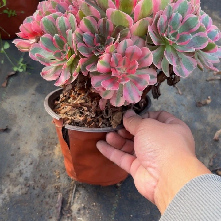 瑞妈多肉植物555.初恋