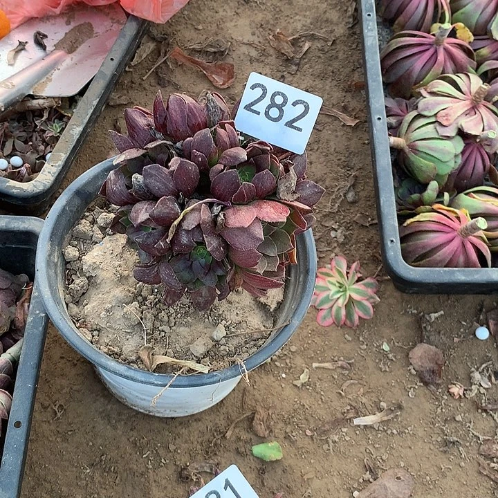 无花朵282黑膜南