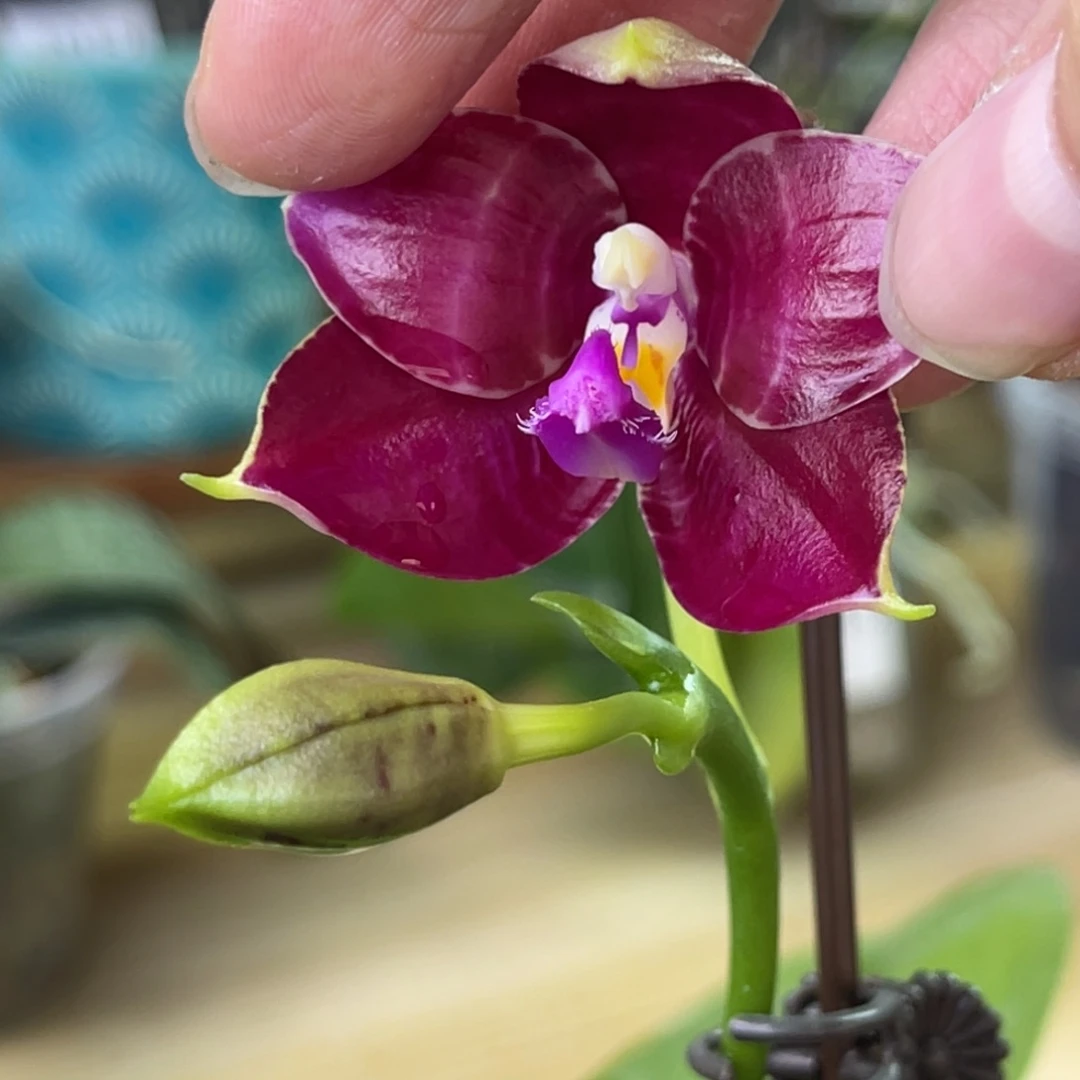 完全开放斑马808-1407