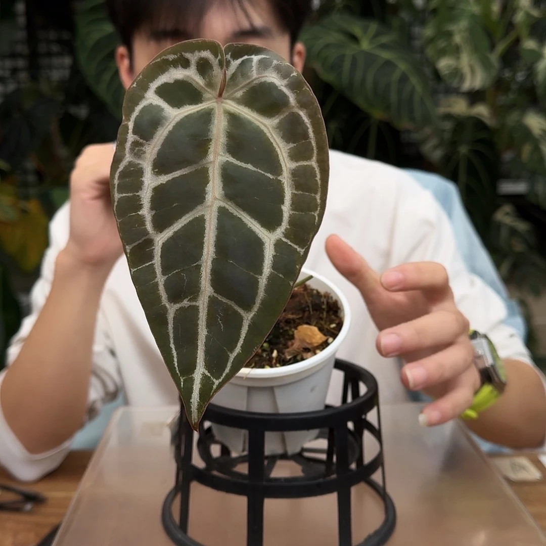 完全开放V180大风车