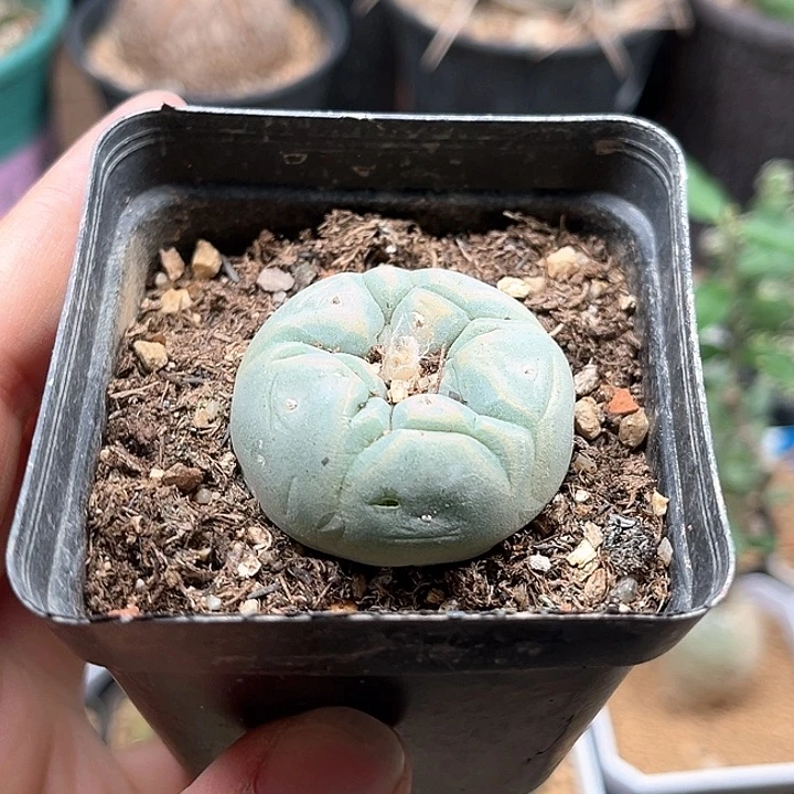 无花朵特白肌海鲜实生，特价满18包邮非偏远地区