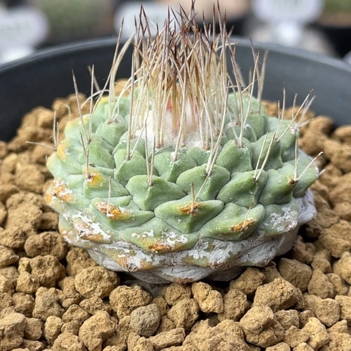 菊水          实生根