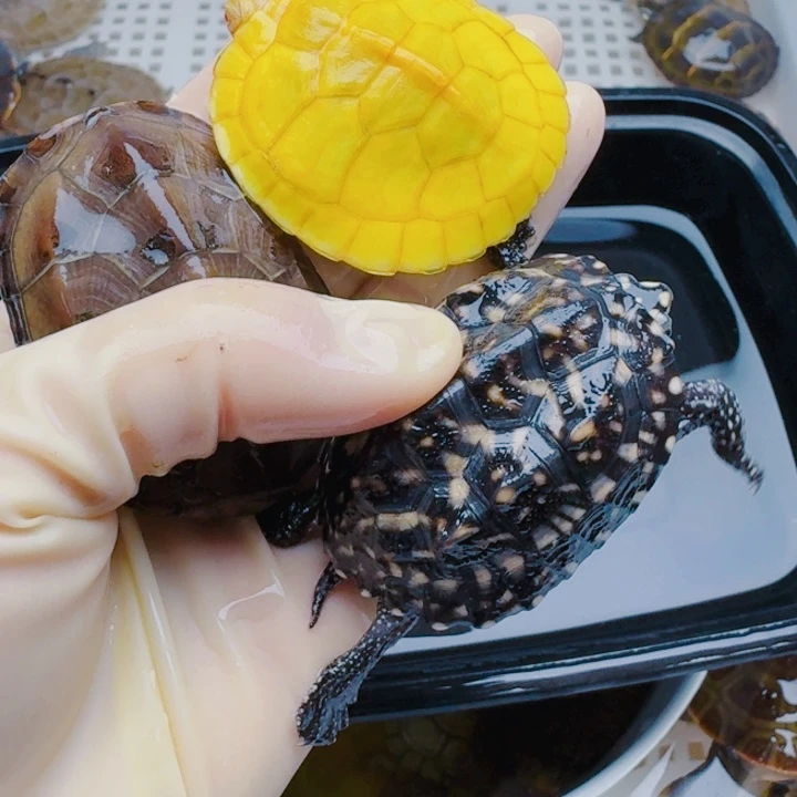 *****母宠物龟2222222222