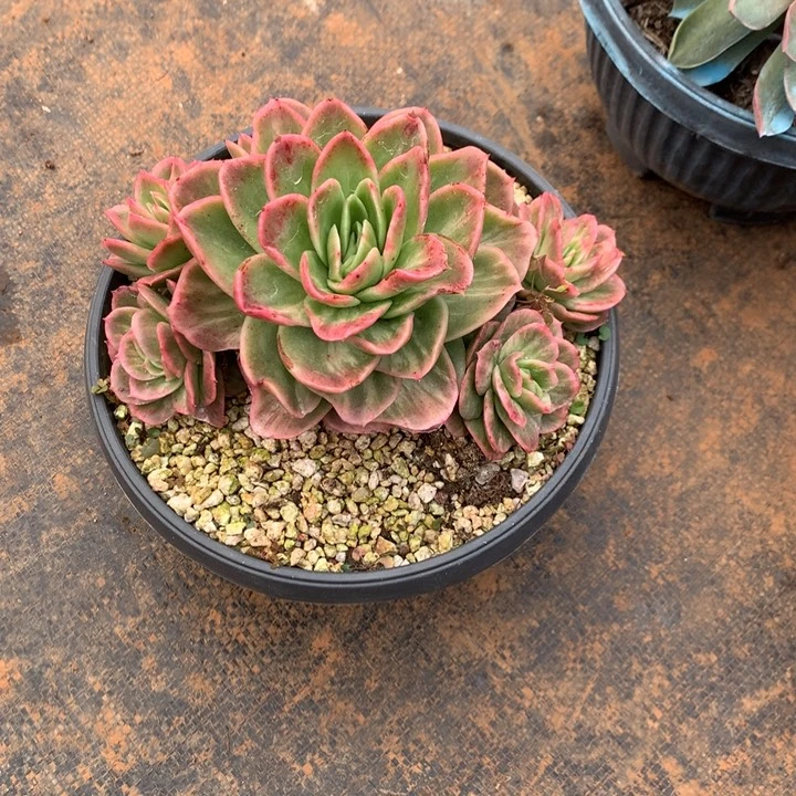 *****美肉特价活动开始啦