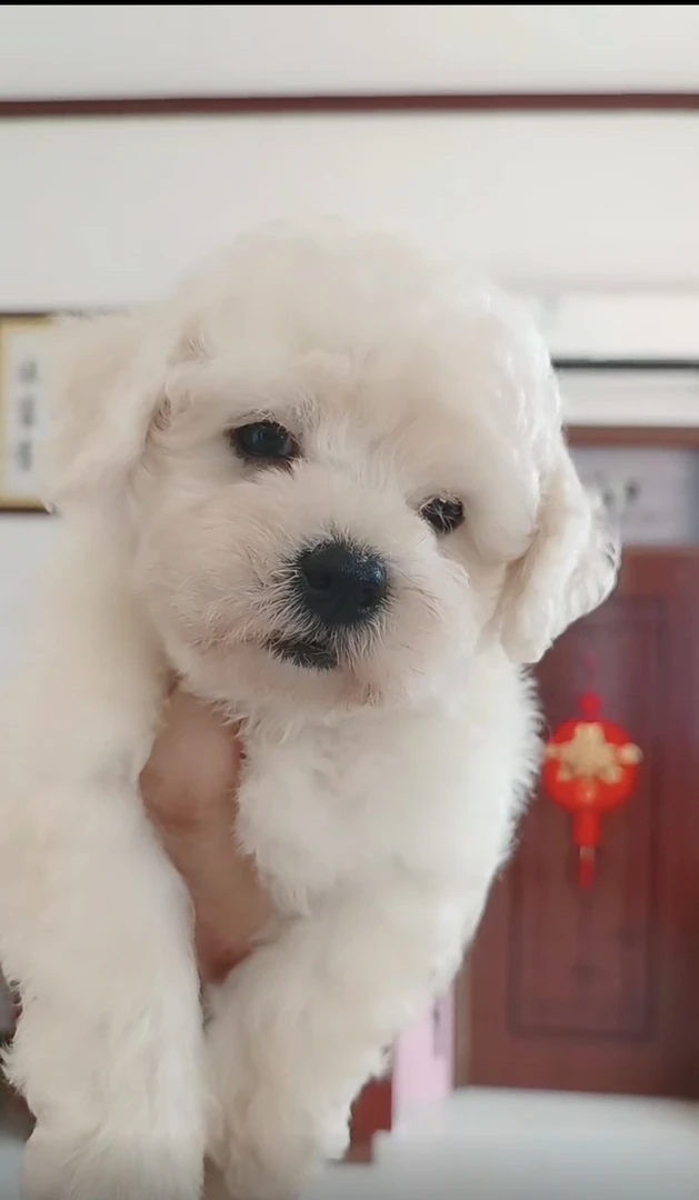 [贝贝家]精品比熊博美小鹿犬