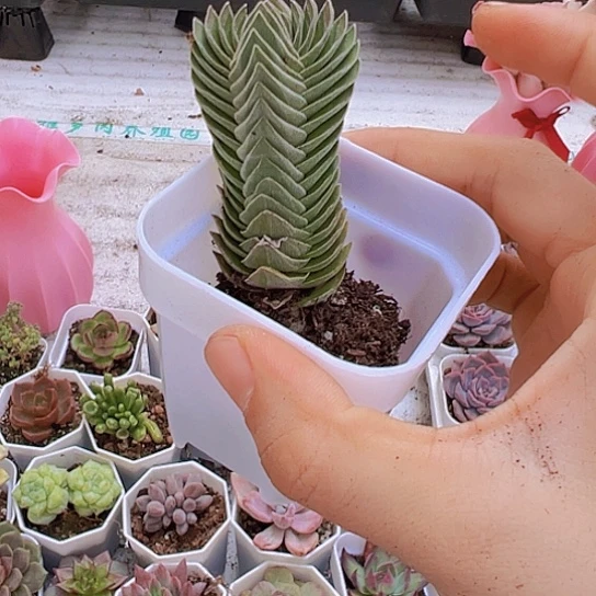 方塔多肉9.9包邮多肉