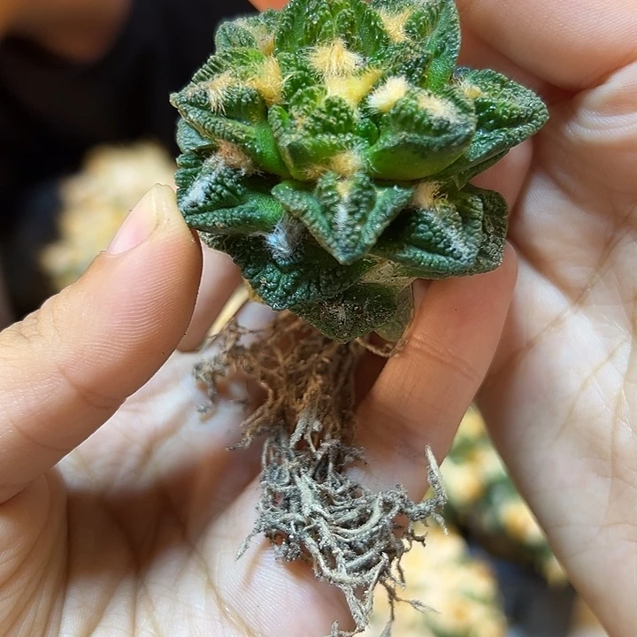 晚3号萝卜根辛盾4.8公分