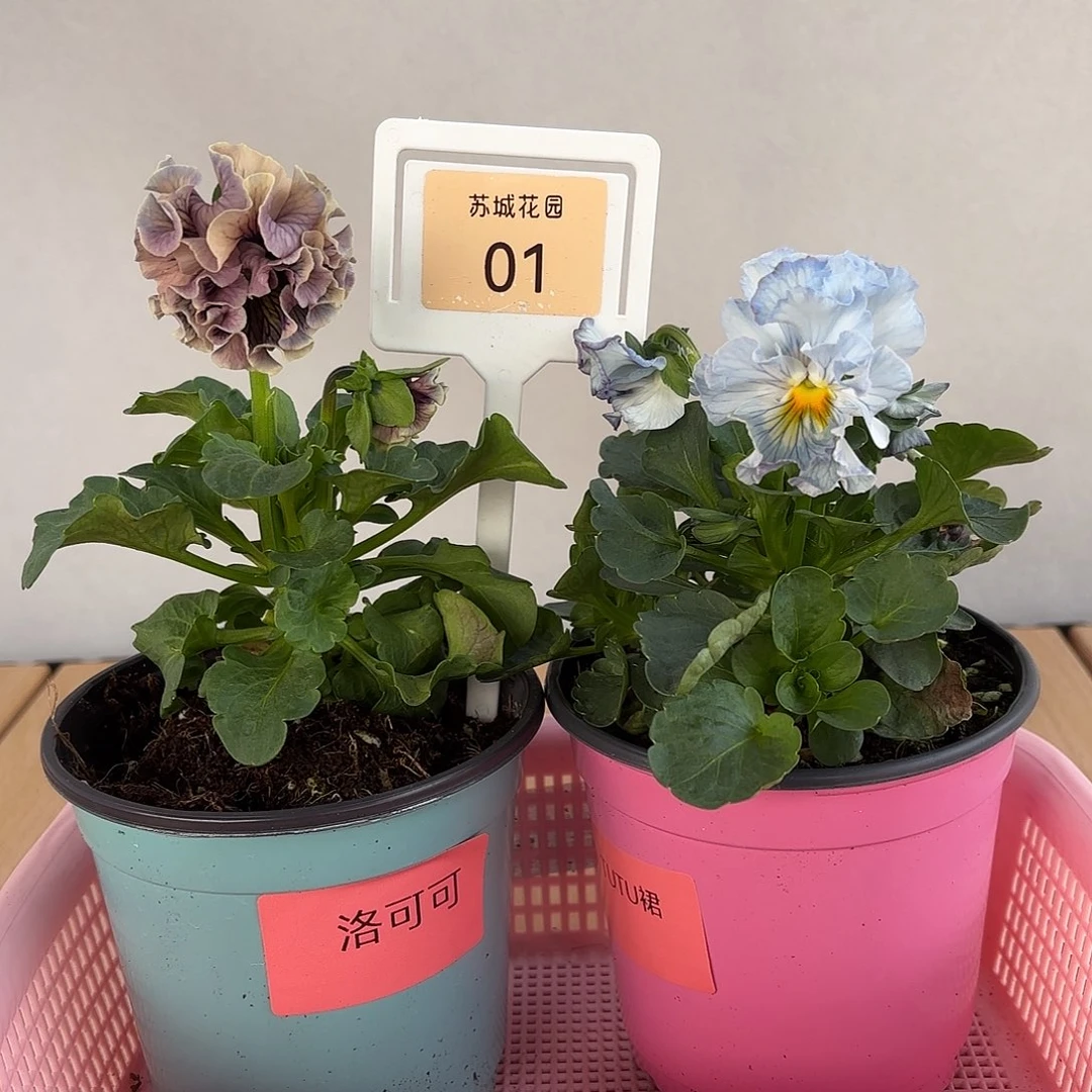 大部分开放少量花苞01