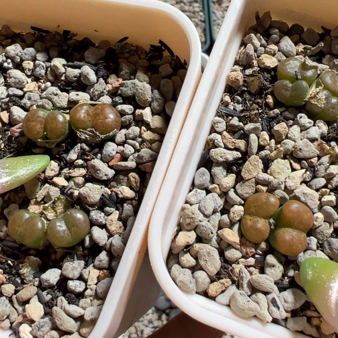 绵***绵重瓣勋章多肉植物