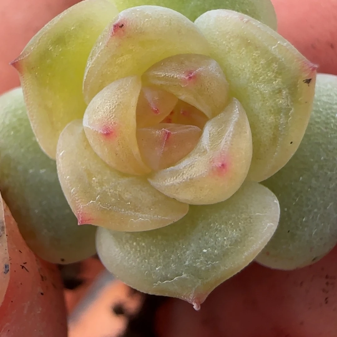 绝绝子多肉植物一颗