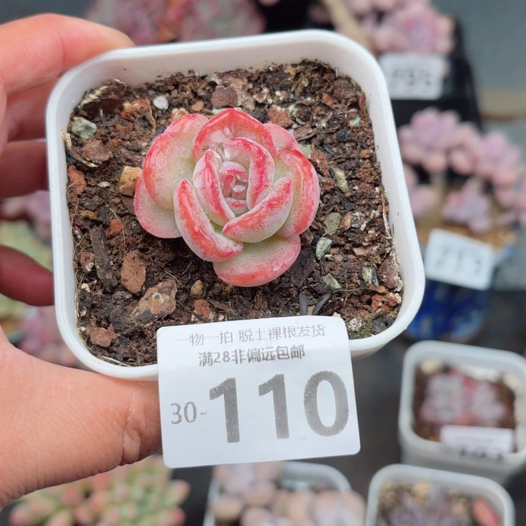 石化橘子冰无盆土发货