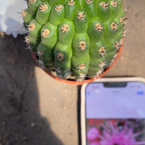 清仓瑕疵佛拉门阁367899