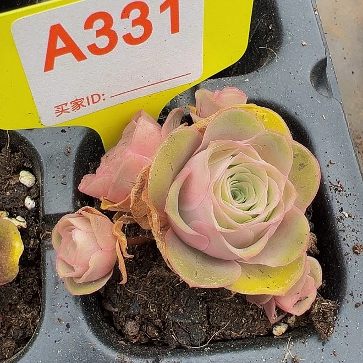 用****3精品系列山地玫瑰