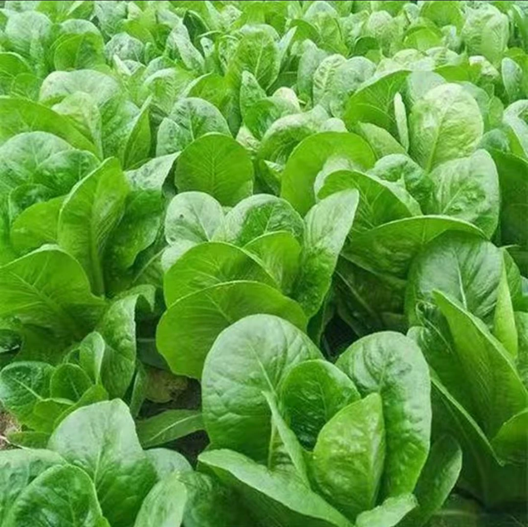 【孔雀菜种子】四季种植生吃脆甜直立生菜盆栽大田