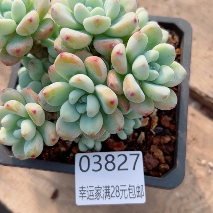 幸运儿是一位非常优秀