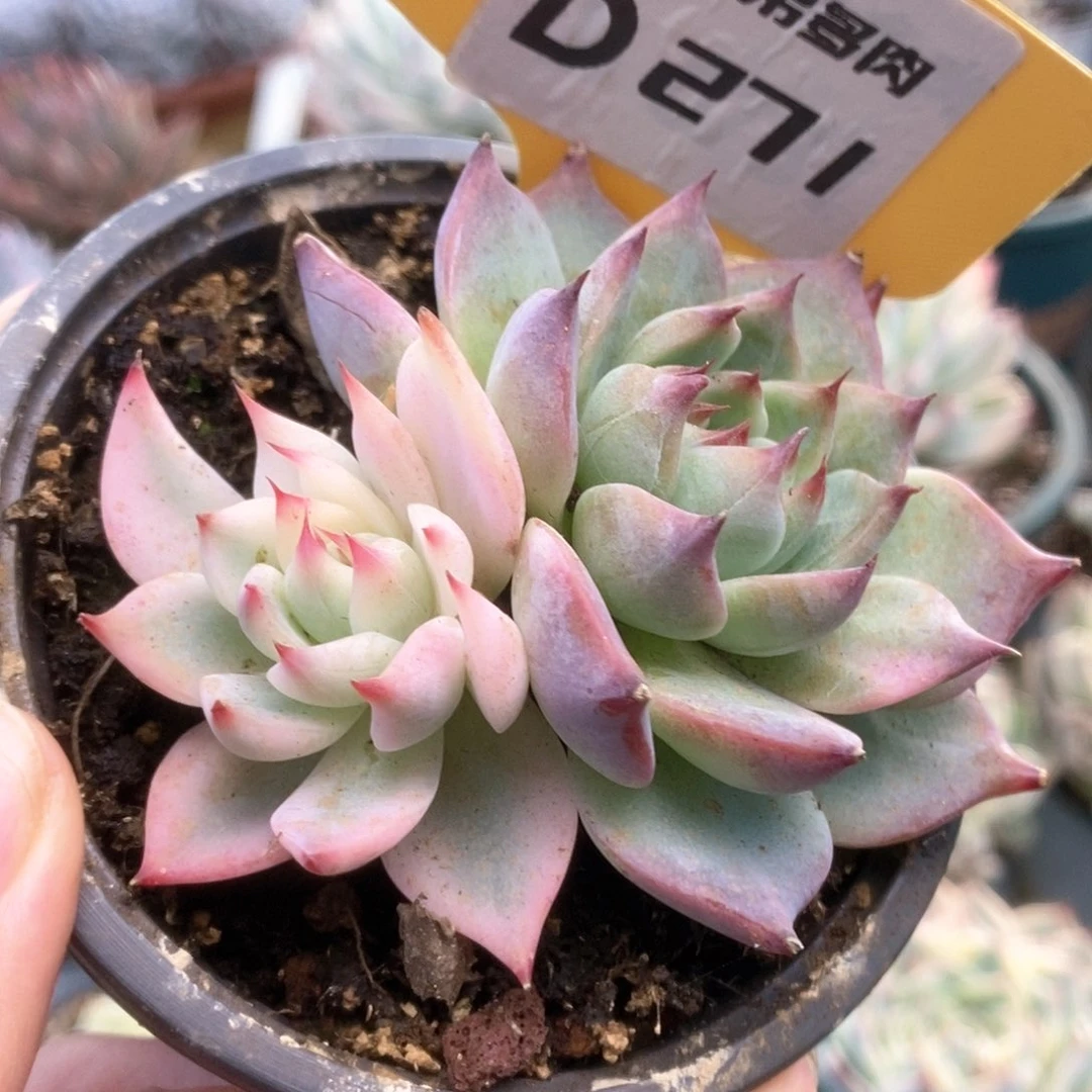 271锦锦锦锦锦锦锦锦