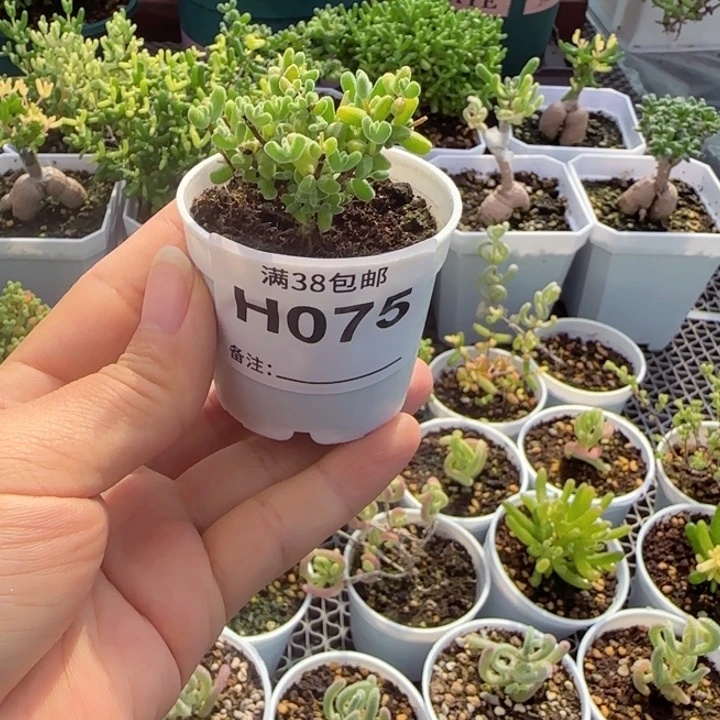 多肉植物枝干月曲