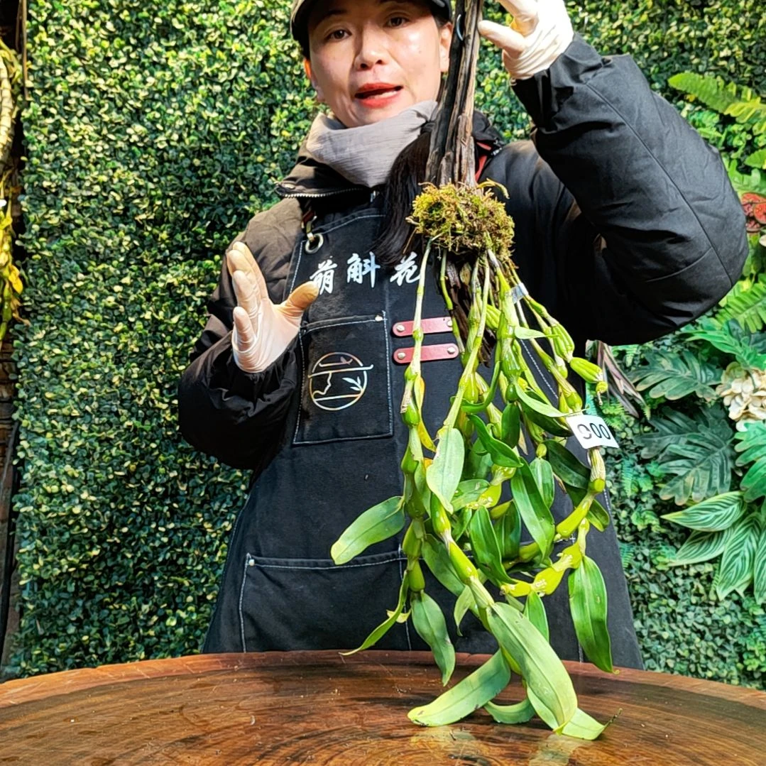 【闪购商品】西**品006蜂腰花卉