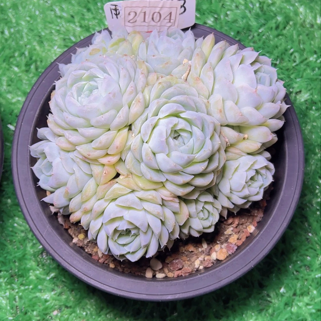 华****金白月影2104多肉植物