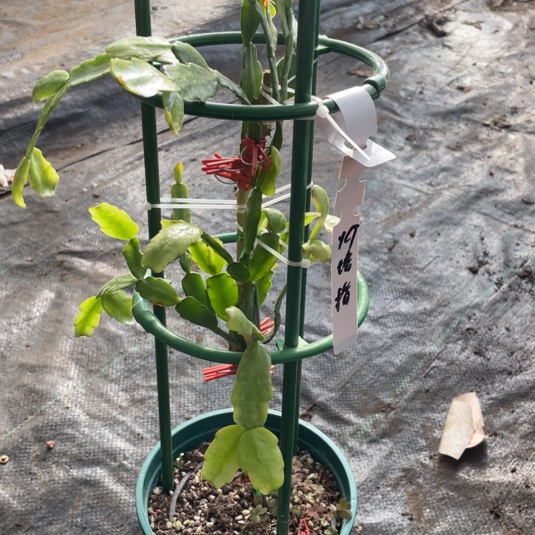 大量花朵（建议范围：8朵-15朵 或40%以上）灯塔指蟹爪兰