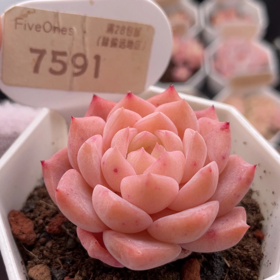 草莓果酱7591-4.5厘米