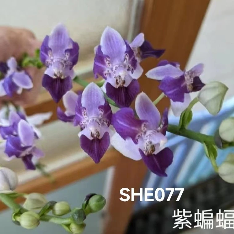 《紫蝙蝠SHE077》蝴蝶兰桌面绿植阳台盆栽爆款