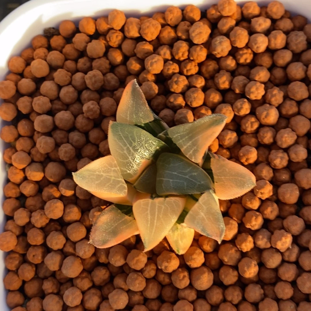 实生大克锦一颗。