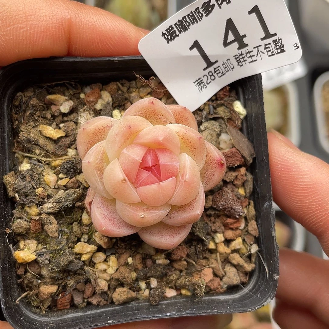 141 3.3一物一拍精品美肉
