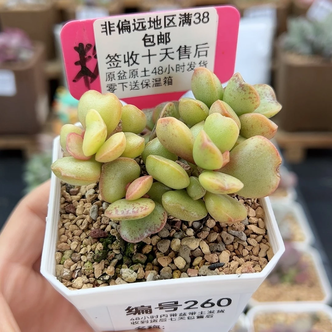 260爱心蛋糕锦爱掉叶多肉