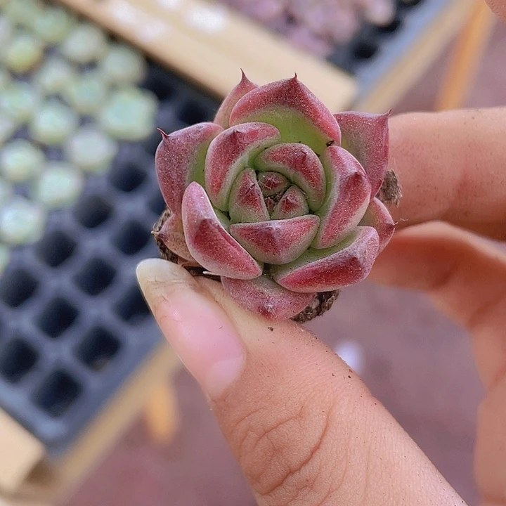 64精品罗卡2颗一组