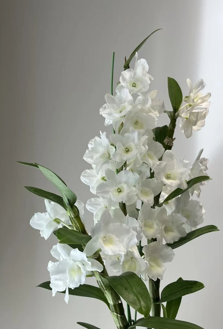 （0度以下拍保温棉）中华白牡丹 春石斛 白色清香 带花芽