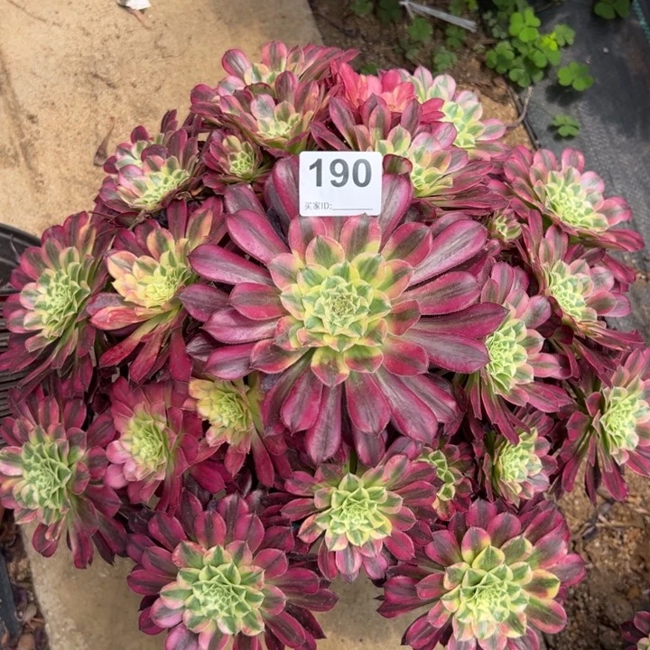 190天合朵朵40厘米左右