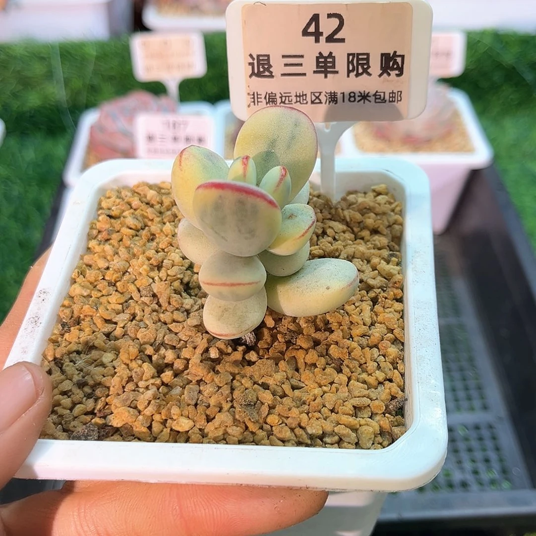 卉森精品多肉编号42