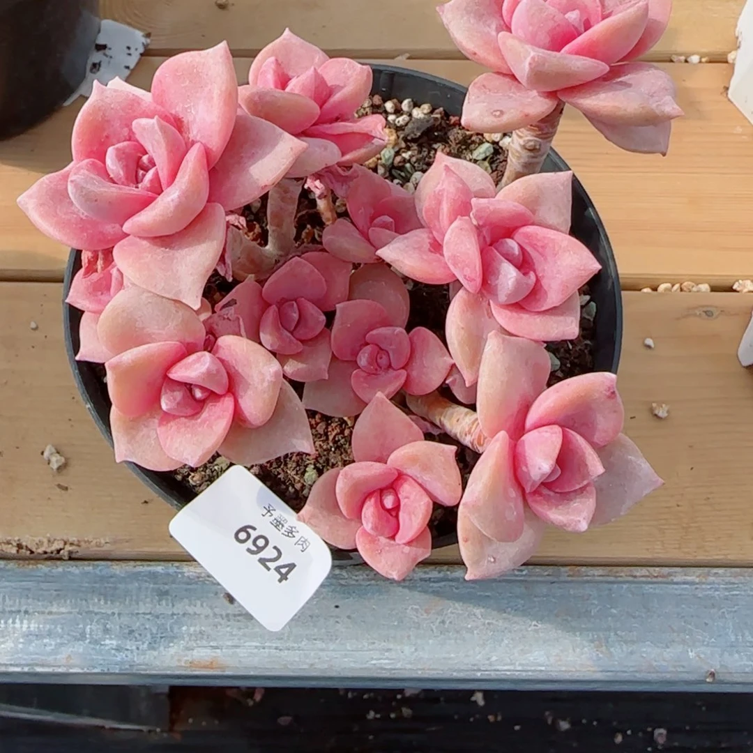 彩虹糖，6924多肉植物