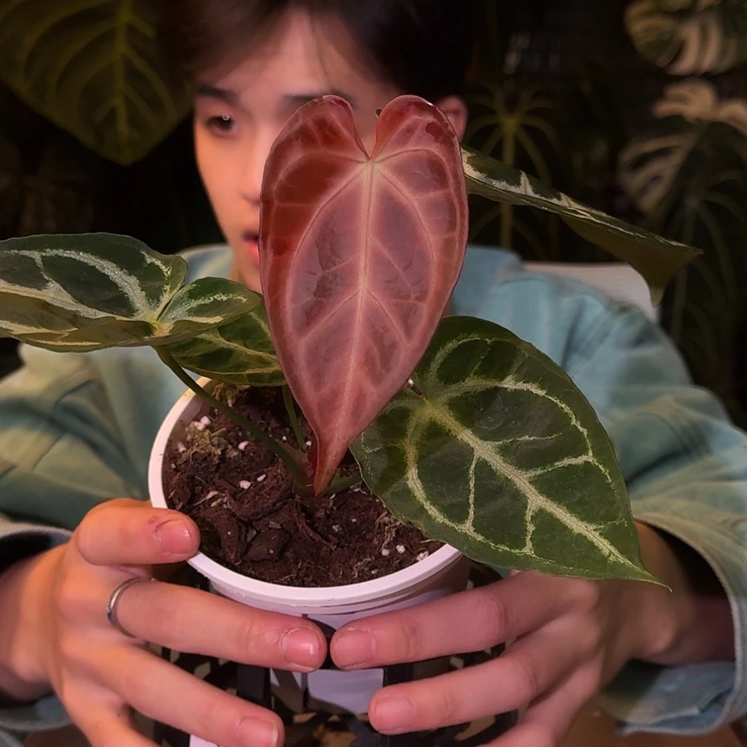 不开花植物M08黑骑士杂阿波罗