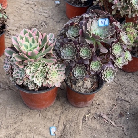 116多肉植物组合，