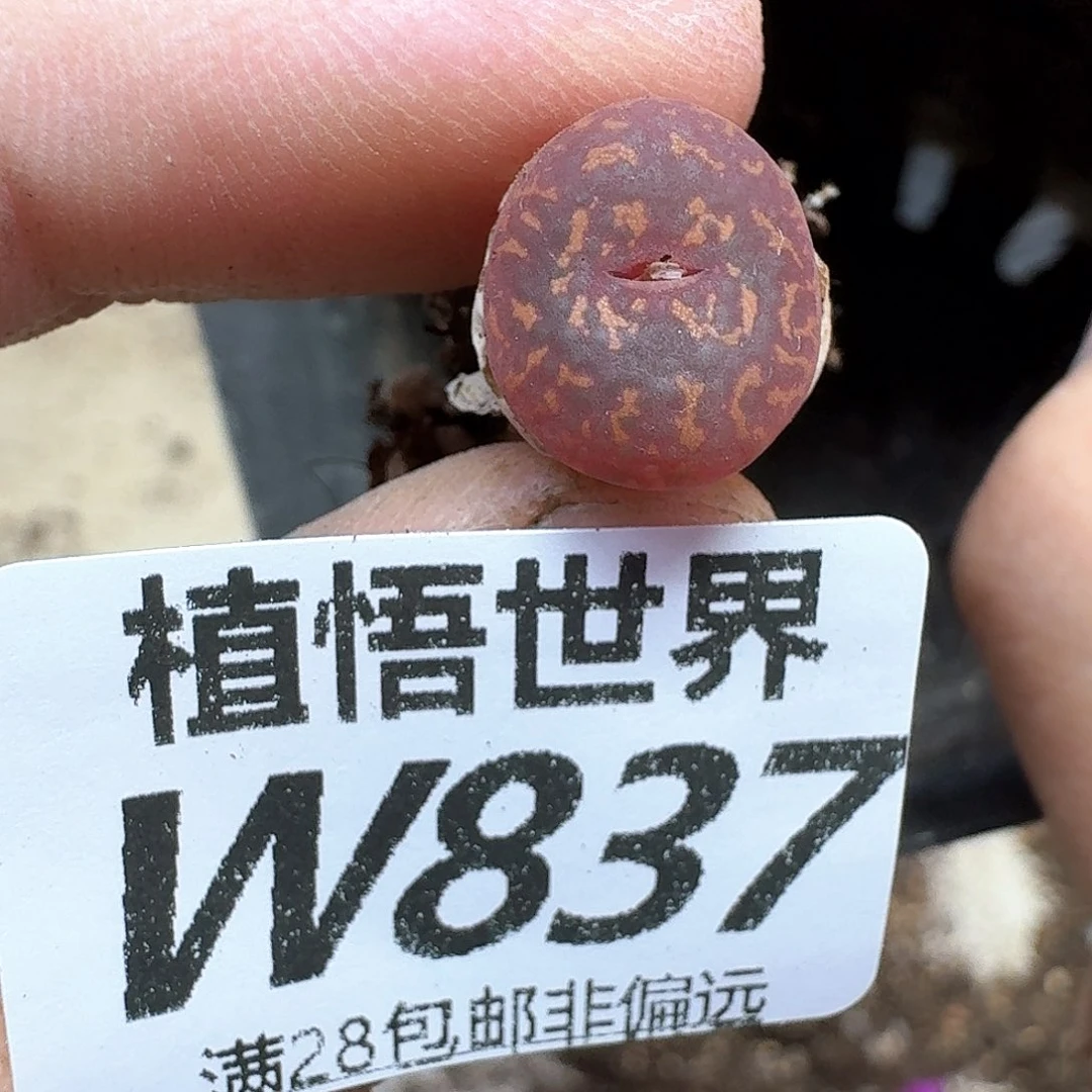 多肉植物的润泽rghj
