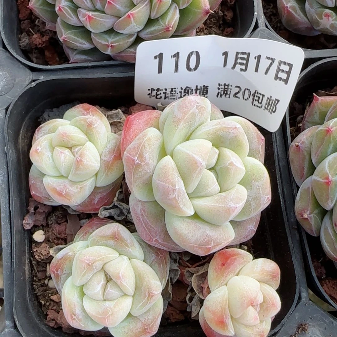 花语逸镜9117-110冰玉