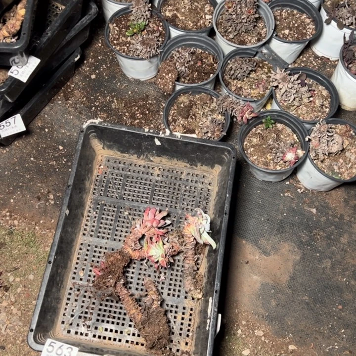 563哈哈哈哈哈哈哈哈