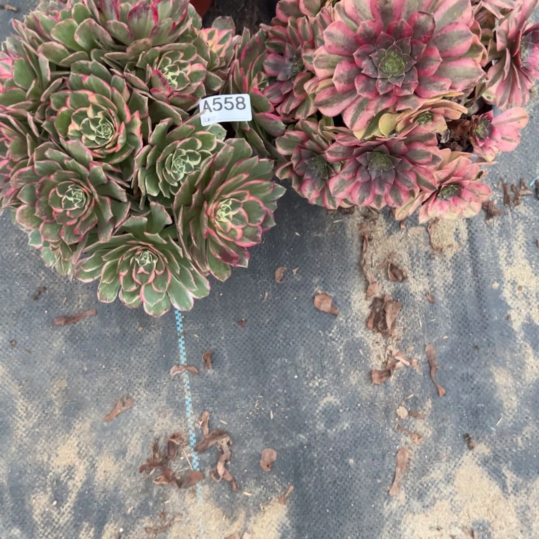 558两颗组合多肉植物