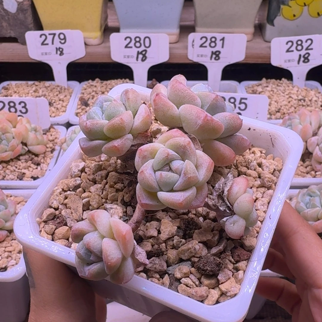 木*柒28号冰玉群生处理18