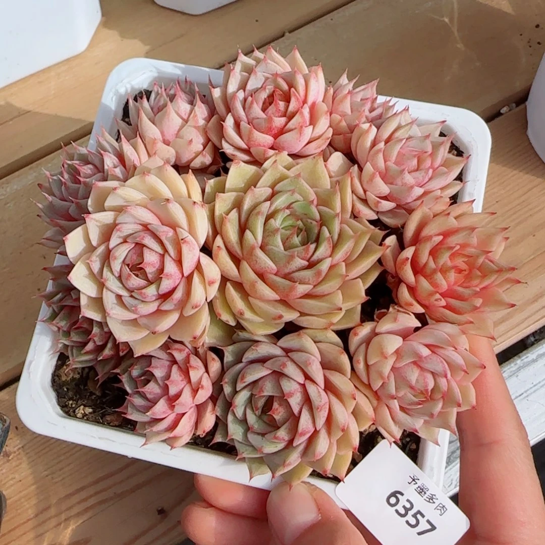 笨吧无砍，6357多肉植物