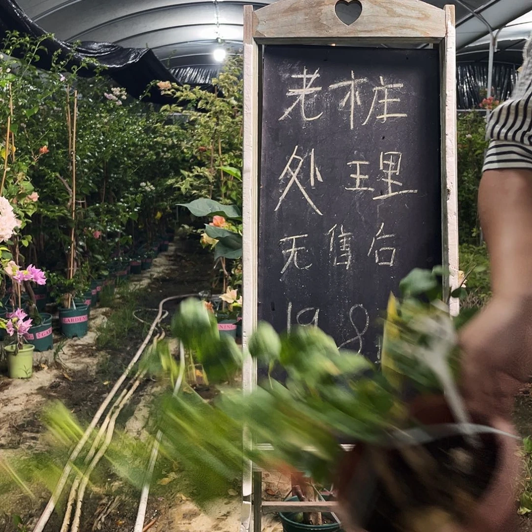 完全开放三角梅三角梅153
