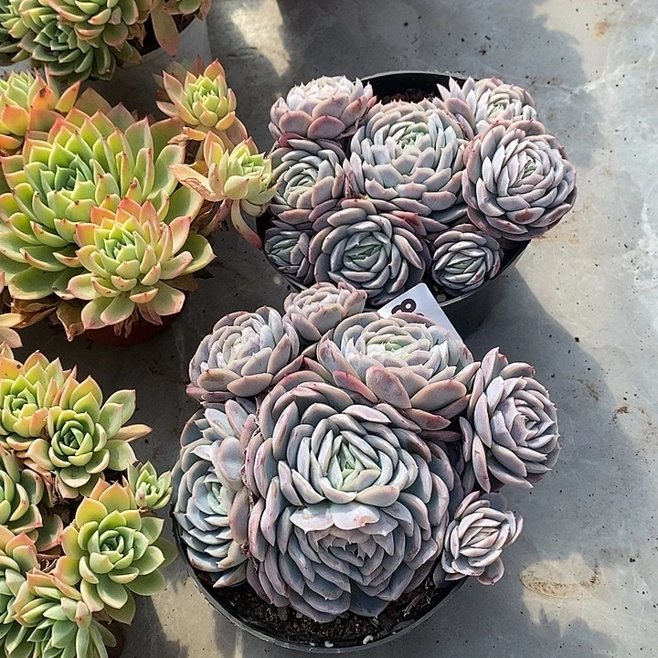 j***e056西娜多肉2盆带盆土发货