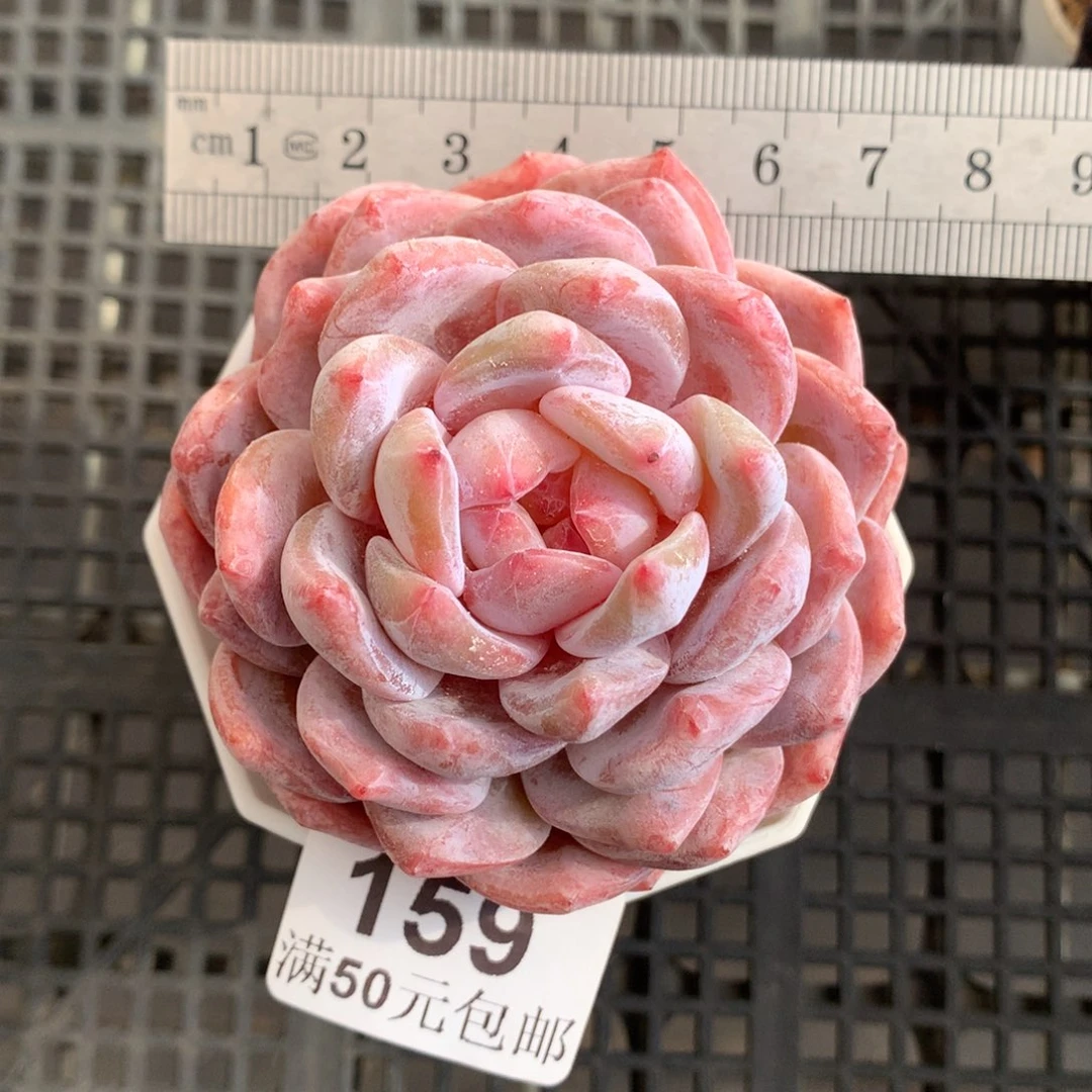 159星影橙单头冠服7.5