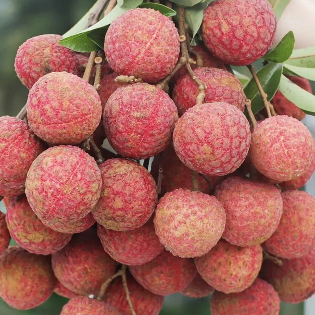 【试吃】新鲜荔枝黑叶石坑当季现摘现发新鲜水果新鲜直达果园现发